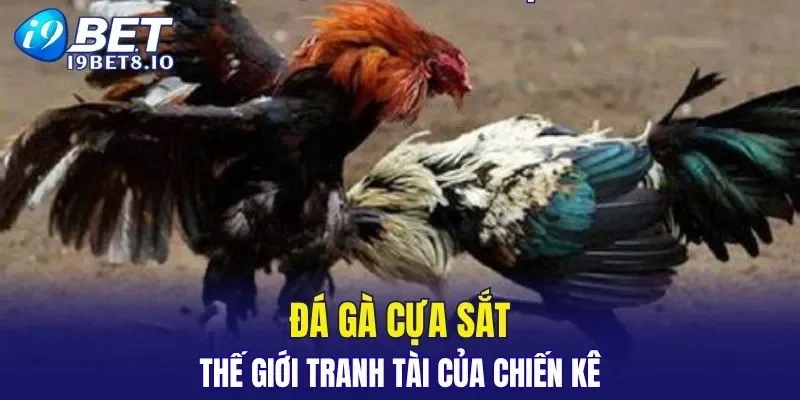 I9BET erica - Trang Chủ I9BET COM Chính Thức 2026 KM 99K